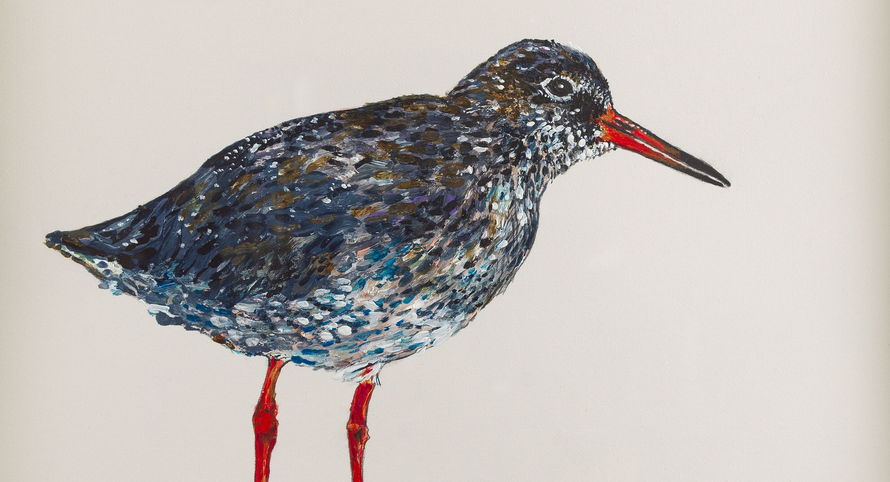 Painted redshank bird with red legs on neutral background